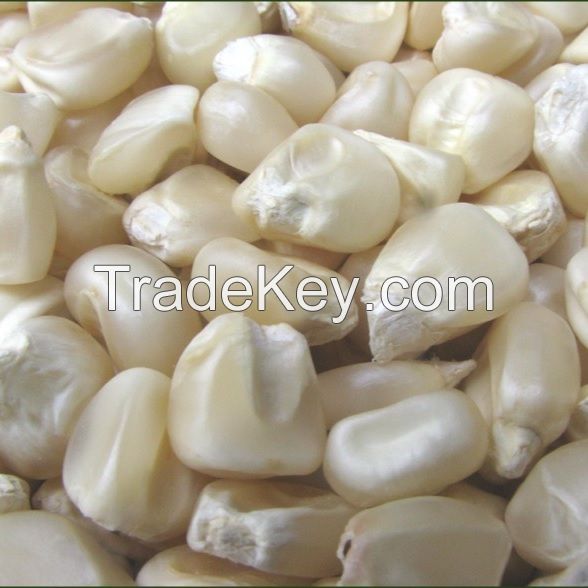 White corn