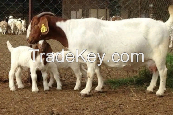 Full Blood Live Boer Goats