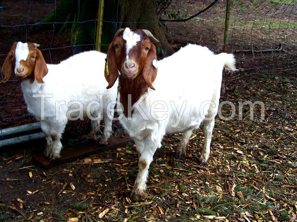 PureBred Boer Goats, Live Sheep, Cattle