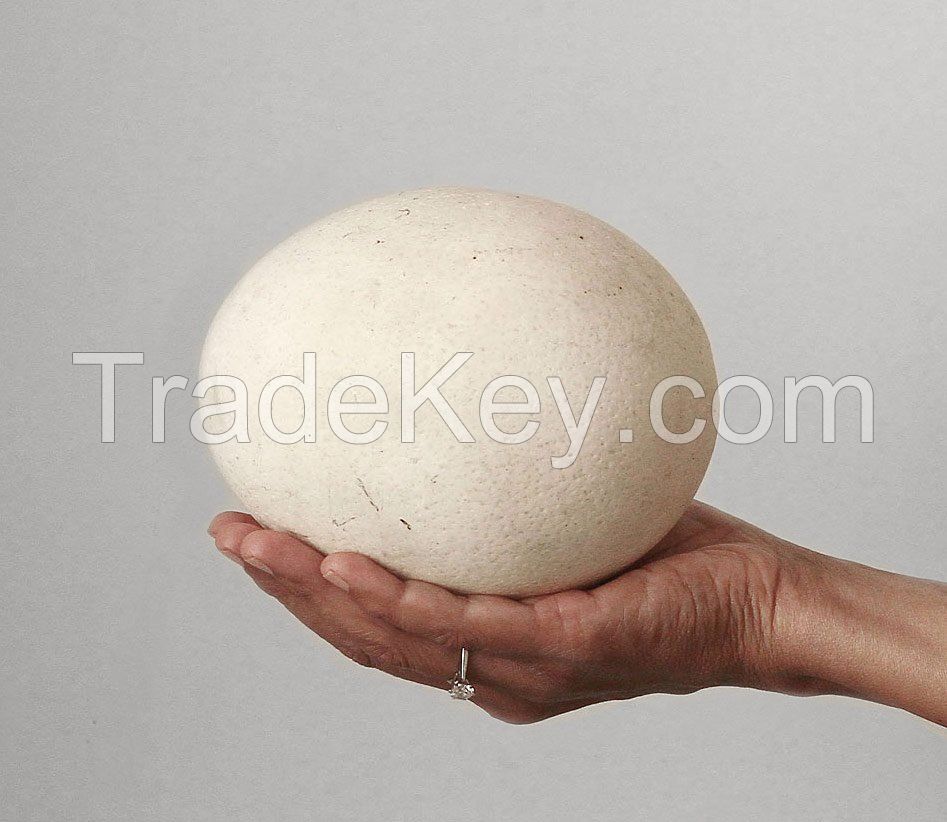 Ostrich chicks and fertile ostrich eggs