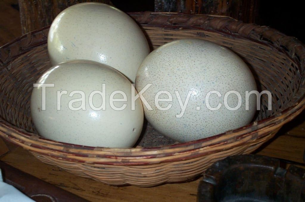 Fertile Ostrich Eggs/Ostrich Chicks/Table