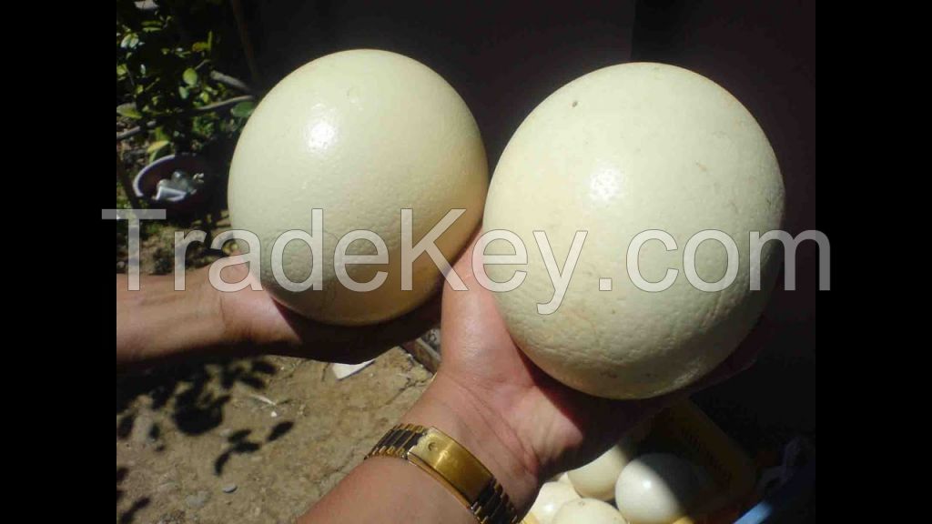 Ostrich Egg, Fresh Chicken Table Eggs