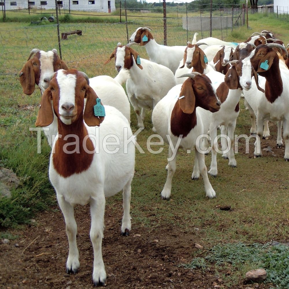 Pure Breed Boer Goat For Sale