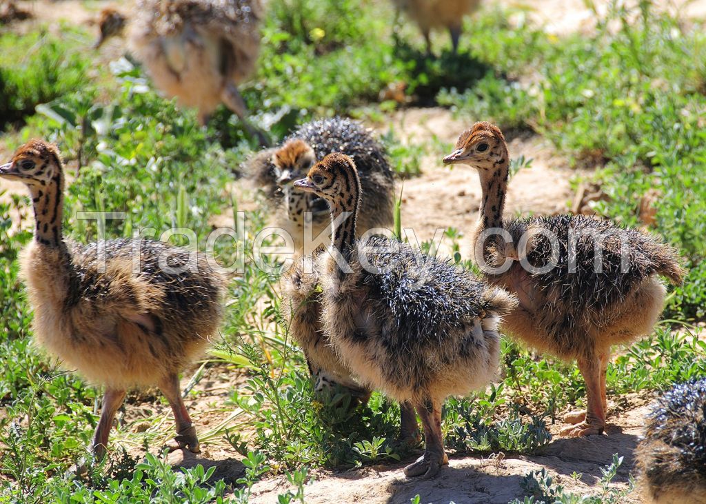 Ostrich Chicks. Live Ostrich Birds, Ostrich