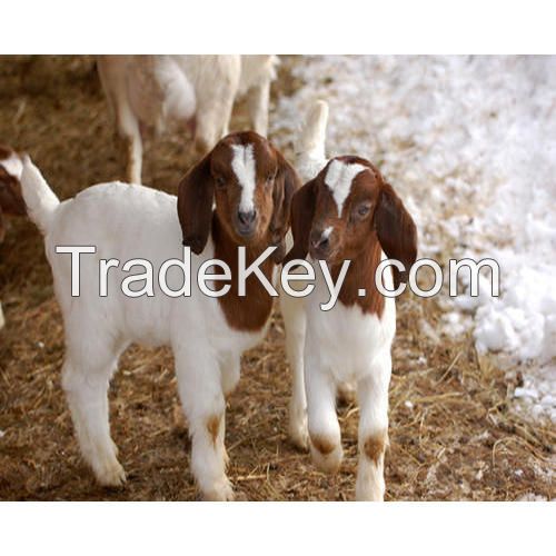 Full Blood Live Boer Goats