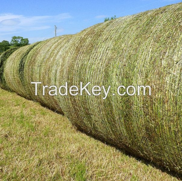 Standard Quality Tested Alfafa Hay 50Kg Bales For Sale/ Dairy Quality Alfafa Hay Export