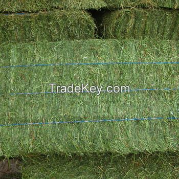 Animal Feeding Timothy or alfalfa hay in bales for sale for wholesale