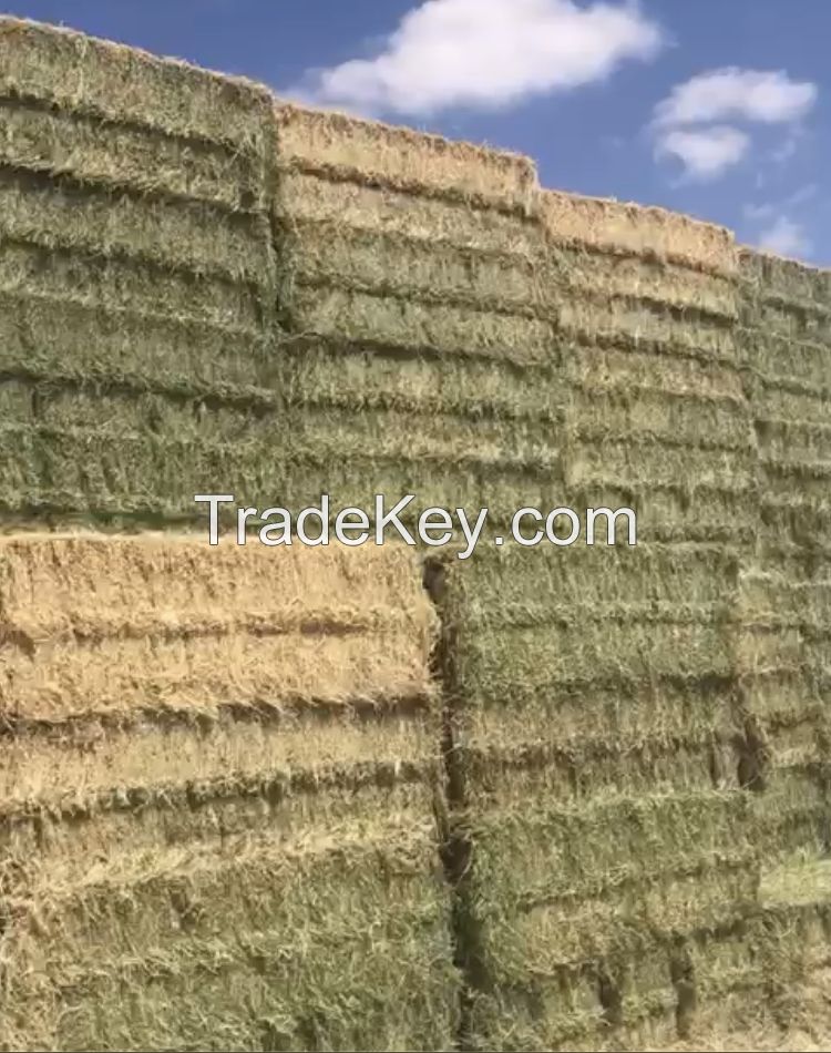 Standard Quality Tested Alfafa Hay 50Kg Bales For Sale/ Dairy Quality Alfafa Hay Export