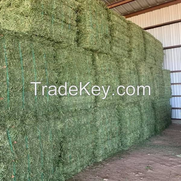 Animal Feeding Timothy or alfalfa hay in bales for sale for wholesale