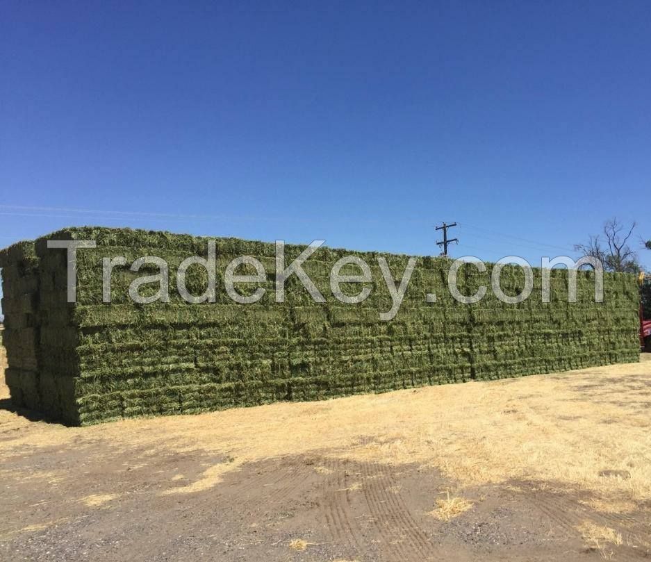 Cheap Top Quality Alfafa Hay for Animal Feeding Stuff Alfalfa ,hay/Timothy hay