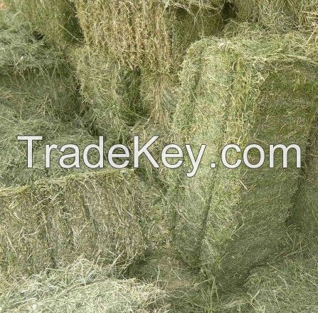 Quality Alfafa Hay for Animal Feeding Stuff Alfalfa / Hays Are Higher in Protein and Minerals