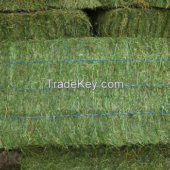 Turkish High Quality Alfalfa Hay Oats Hay Animal Feed for Sale Animal Feed Turkish Alfalfa