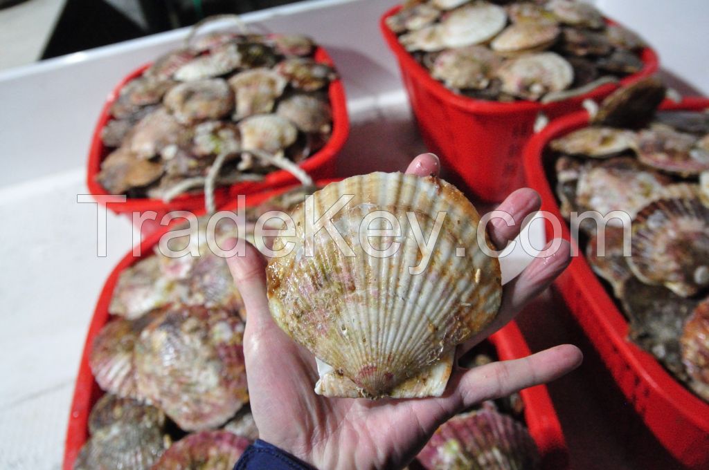 Live scallop with shell