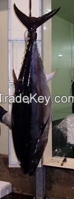 Fresh farmed blue fin tuna