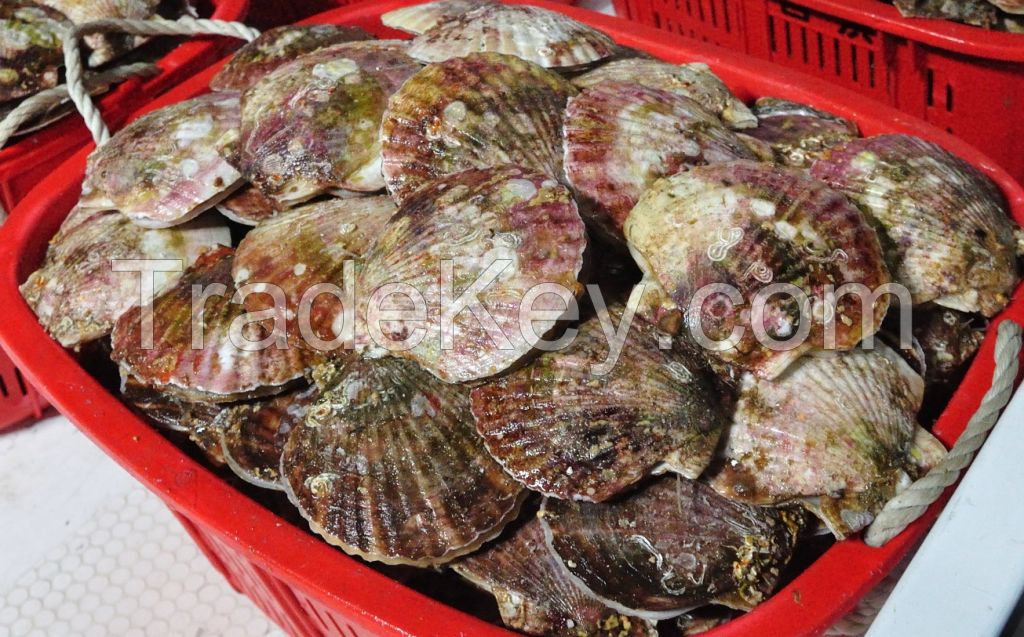 Live scallop with shell