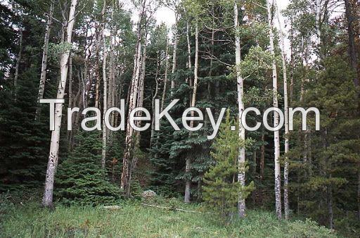 Spruce and Aspen Logs