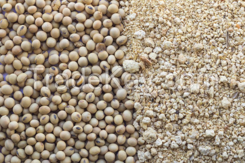 NON GMO Soyabean