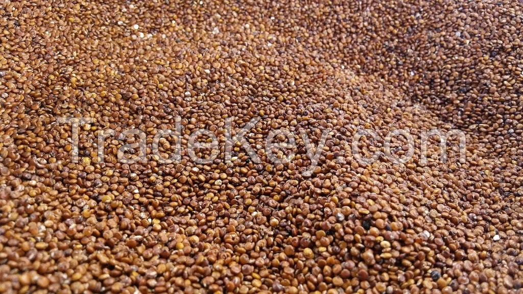 High quality 100% Organic Quinoa