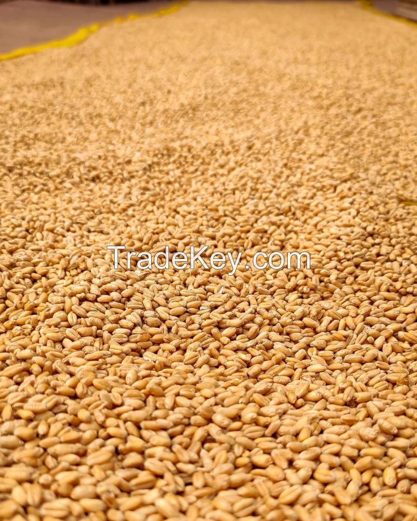 Top Quality organic Wheat Grain