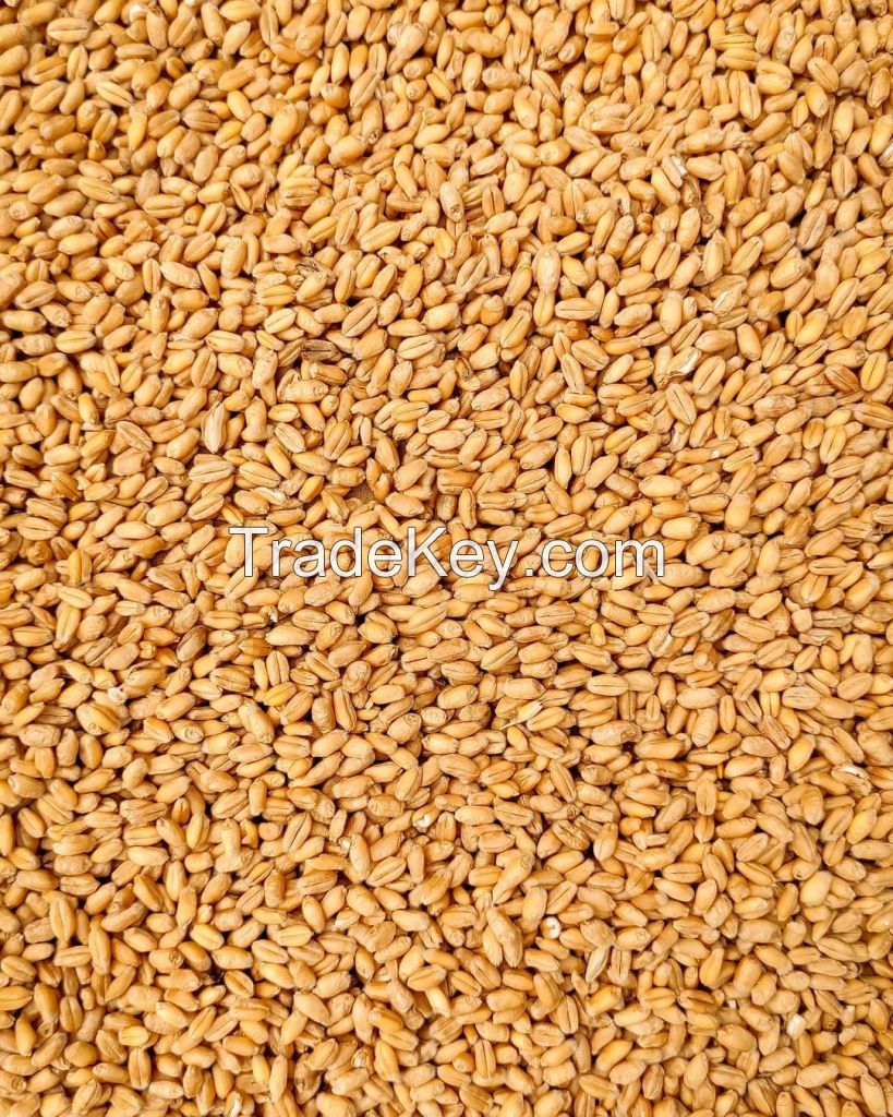 Top Quality organic Wheat Grain