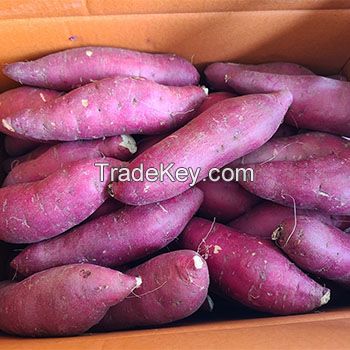 Fresh Sweet Potatoes