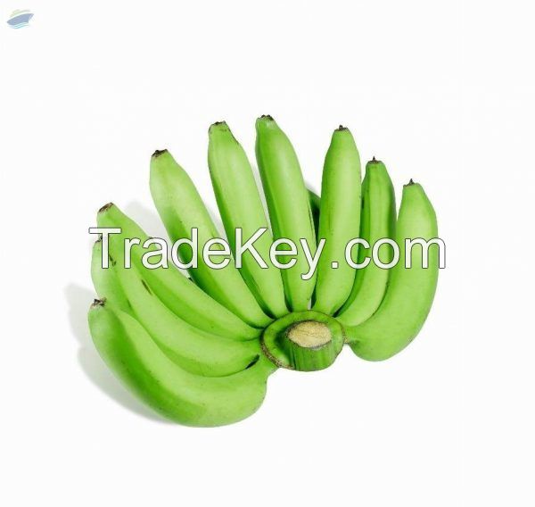 Fresh Cavendish Banana From Vietnam - High Quality, Stable Supply, Competitive Price (HuuNghi Fruit)