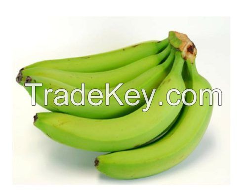 Fresh Cavendish Banana From Vietnam - High Quality, Stable Supply, Competitive Price (HuuNghi Fruit)