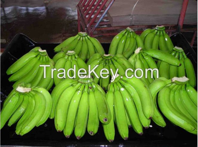 Fresh Cavendish Banana From Vietnam - High Quality, Stable Supply, Competitive Price (HuuNghi Fruit)