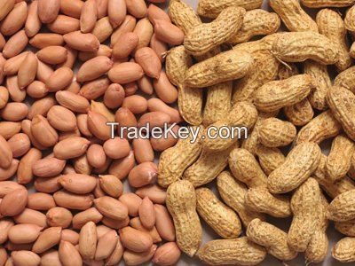 Ground nut (Peanut)