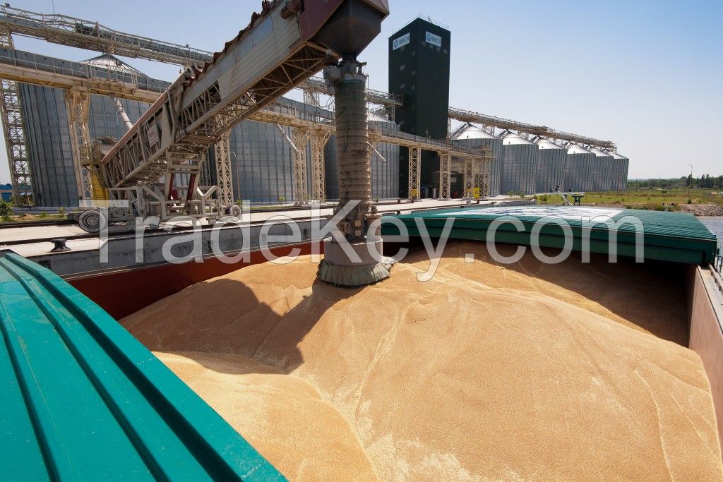 Export of cereals, legumes, oilseeds from Russia.