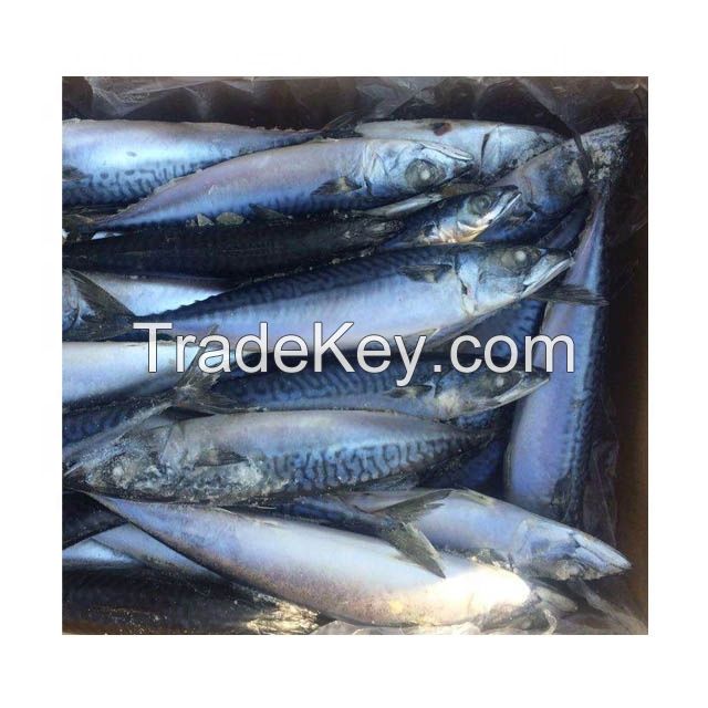 Wholesale Supply of Frozen Pacific Mackerel Fish