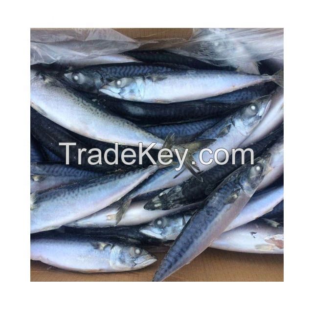 Wholesale Supply of Frozen Pacific Mackerel Fish