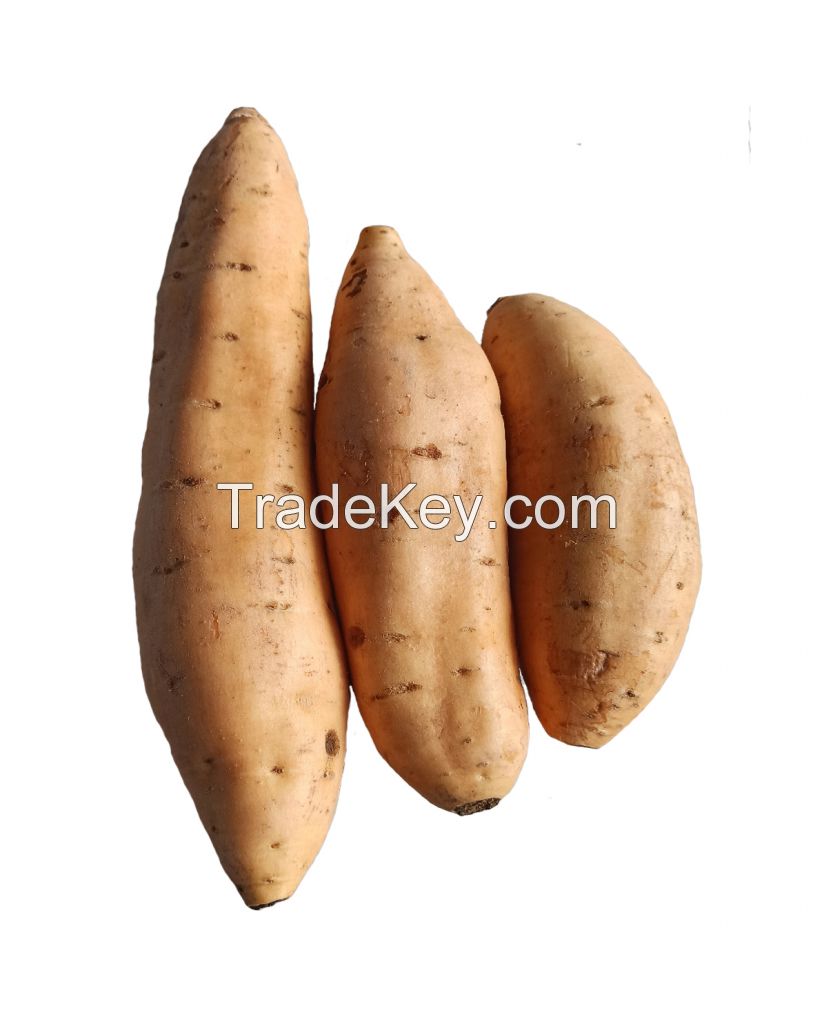 Sweet Potatoes Cilembu