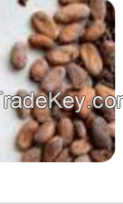 Cocoa beans