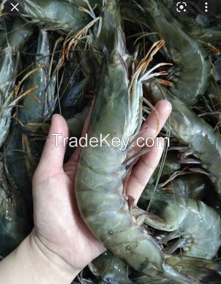 Frozen Black Tiger Shrimp
