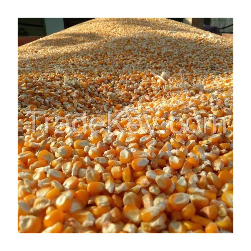 Yellow Corn (Maize) | Bulk Supply for Feed and Food Use
