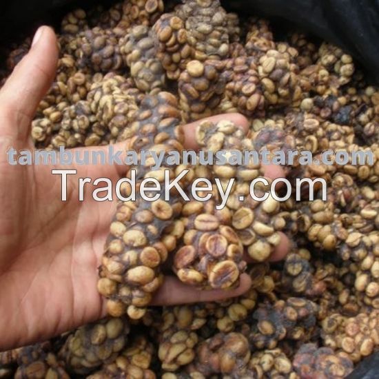 Best Luwak arabica green beans Grade 1 origin from Sumatera, INDONESIA.