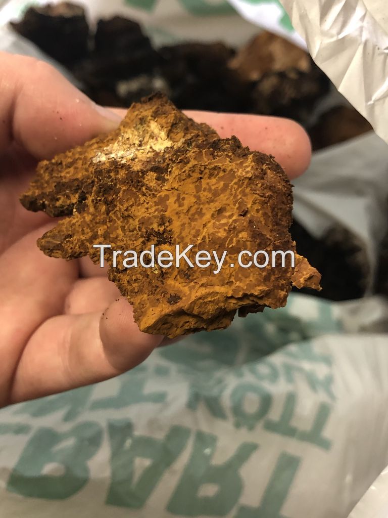 Chaga mushroom 