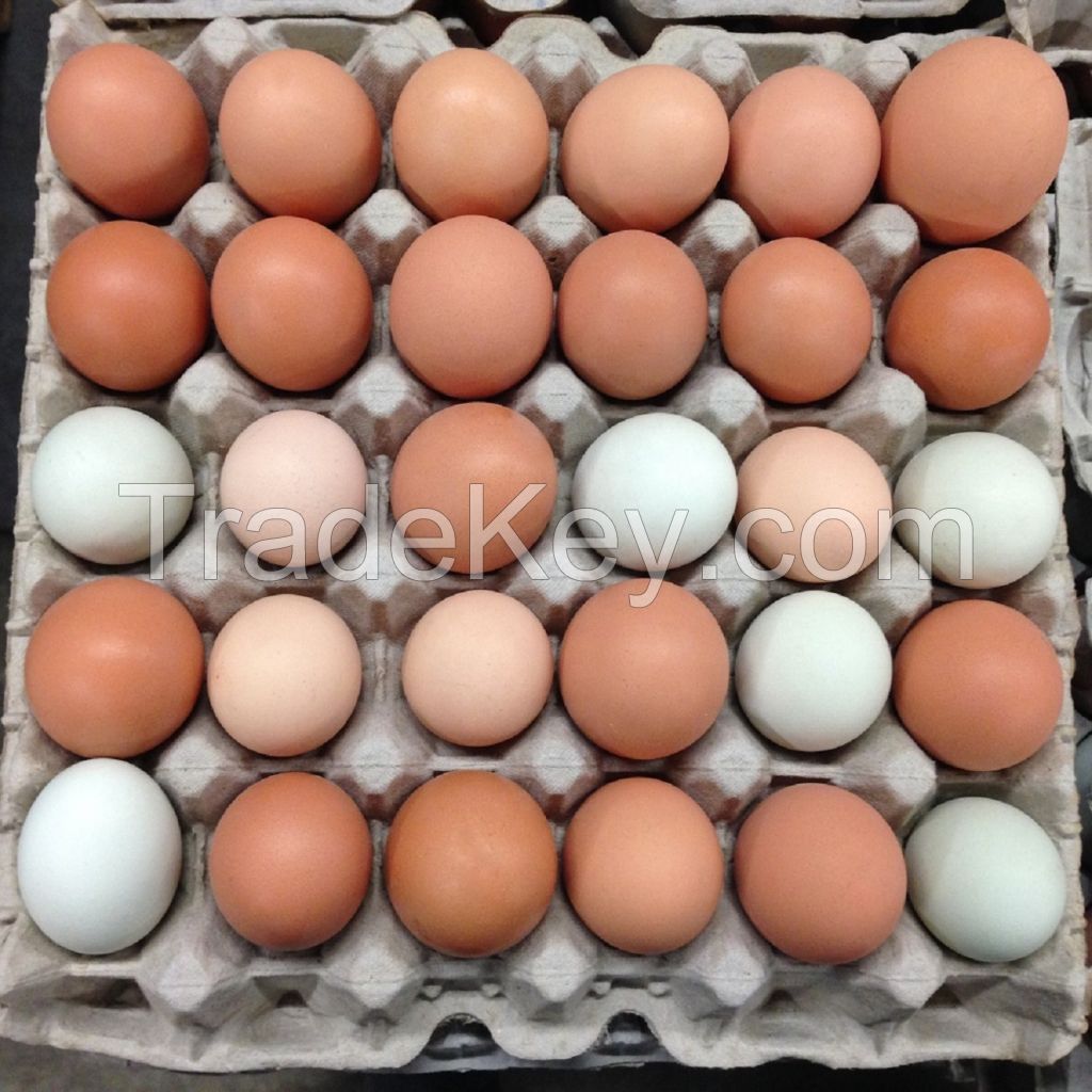 Fertilized Chicken Eggs/ Cobb 500 Broiler Chicken Eggs/Fresh Cobb 700 Fertile eggs