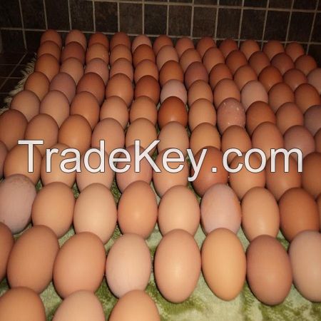 Broiler hatching eggs Ross 308 and Cobb 500 and Chicken Table Eggs