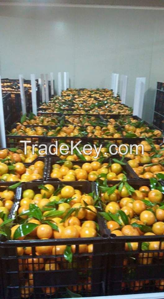 Fresh Organic Orange - A Grade Mandarin