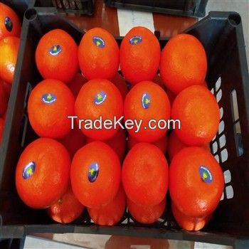 Fresh Organic Orange - A Grade Mandarin