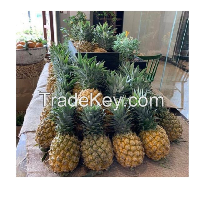  Fresh Sweet Pineapple for EU USA UAE Japan Singapore Free tax