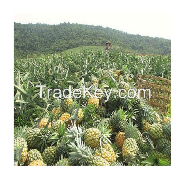 fresh pineapple / canned pineapple in syrup - Wholesale for pineapple canned / dried pineapple