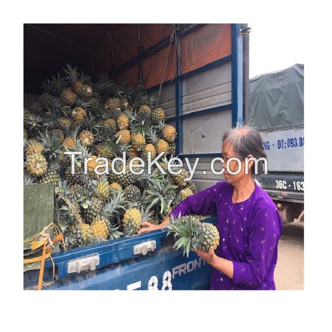 Wholesale for Fresh Pineapple from Vietnam at Competitive Price - Fresh Sweet Pineapple for EU USA UAE Japan Singapore Free tax