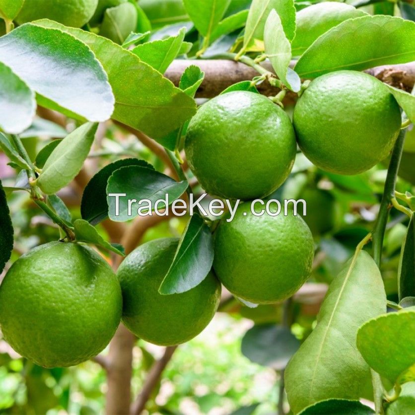 Best Product High Quality And Good Price Wholesale Fresh Lemon Lime Fruit Wholesale
