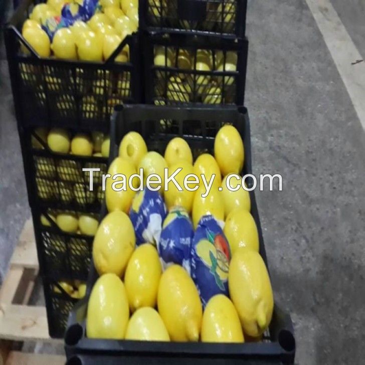 Wholesale Box Style Storage Packaging Fruit Of Lemon Fruit Havles Lemon Frozen Lemon Fruits