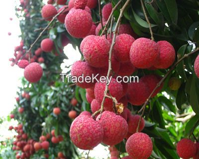 QUALITY Chinese Fresh Lichee Fruit For Export