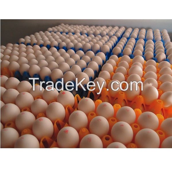 Fresh White Farm Chicken Eggs for sale cheap price