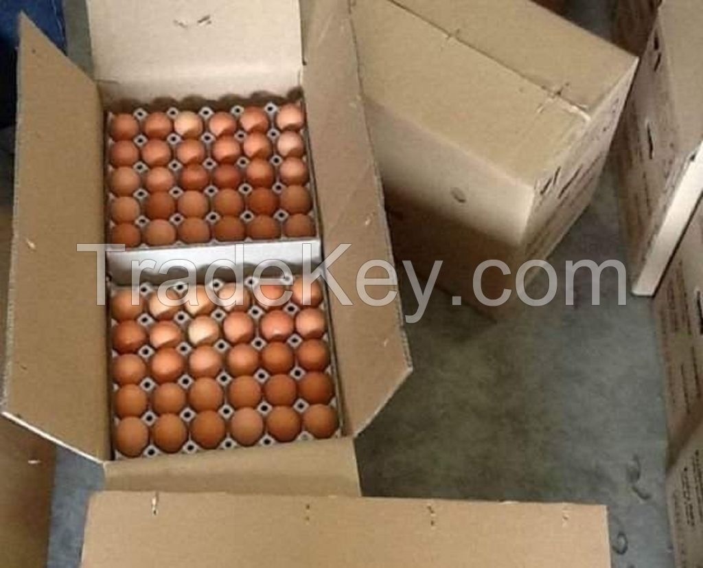 Broiler hatching eggs Ross 308 and Cobb 500 and Chicken Table Eggs Available for sale cheap price